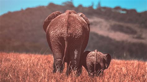 Download Wallpaper 2560x1440 Elephants Elephant Cub Wildlife