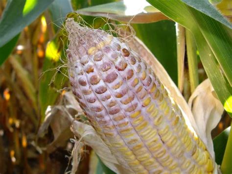 Gibberella Ear Rot In Corn The Andersons