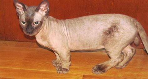 Minskin Cat Breed Features And Facts You Need To Know