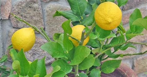 If your area gets colder than that, your tree will need to be brought inside. 3 Cuttings of Dwarf Citrus Meyer Lemon Tree Ready To Graft ...