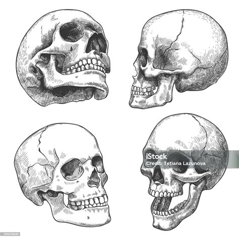 手描きの頭蓋骨異なる角度で解剖学的頭蓋骨をスケッチゴシックタトゥー人間の骨格デッドヘッドハロウィン彫刻ベクトルセット 頭蓋骨のベクター