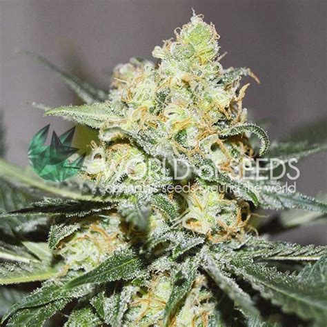 Afghan Kush X Skunk Medical Collection Buy Cannabis Seeds