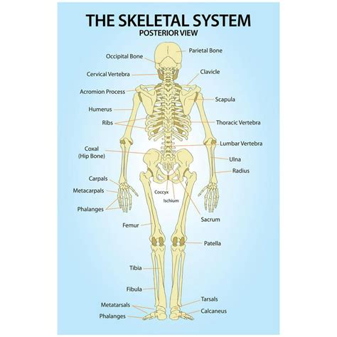 Skeletal System Posterior View Anatomy Print Poster 13x19 Walmart