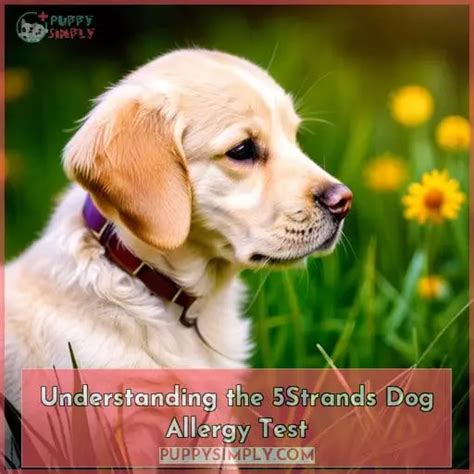 Dog Allergy Testing Types Allergens And Importance