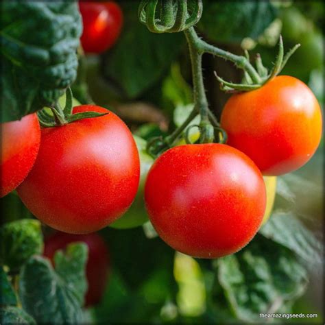 Heirloom Marglobe Tomato Seeds The Amazing Seeds