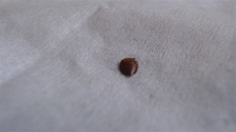 Bed Bug Shell Rbedbugs