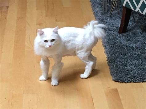 15 Cats Who Came Home From The Vet With Hilarious Haircuts Inspiremore