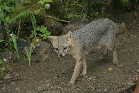Bill Hubick Photography Common Gray Fox Urocyon Cinereoargenteus