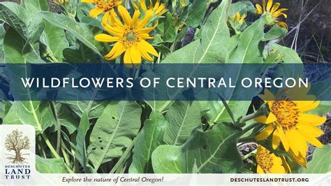 Wildflowers Of Central Oregon Youtube