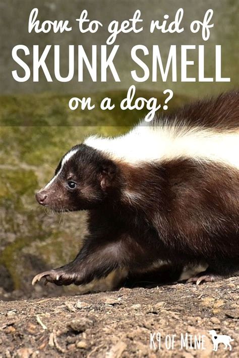 Awasome How To Get Rid Of A Skunk In Your Yard References