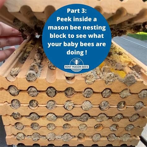 Video Part 3 What Are Your Baby Bees Doing Rent Mason Bees