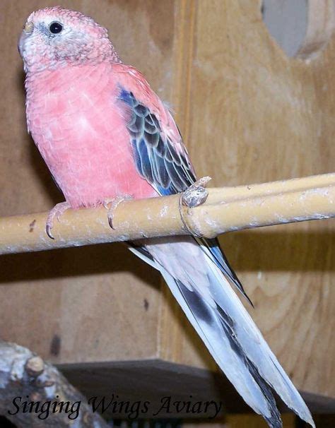 Pink Parakeet F U R B A B I E S Parakeet Parrot Pet Birds