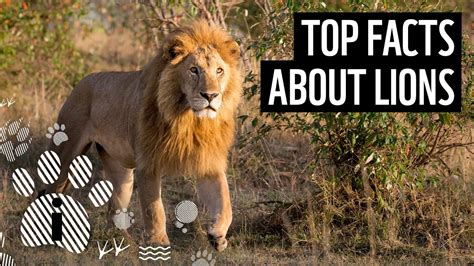 Top Facts About Lions Wwf Youtube