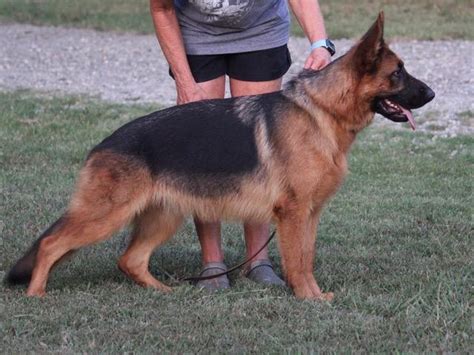 Retired Dogs For Sale Texas Nobleheim German Shepherds