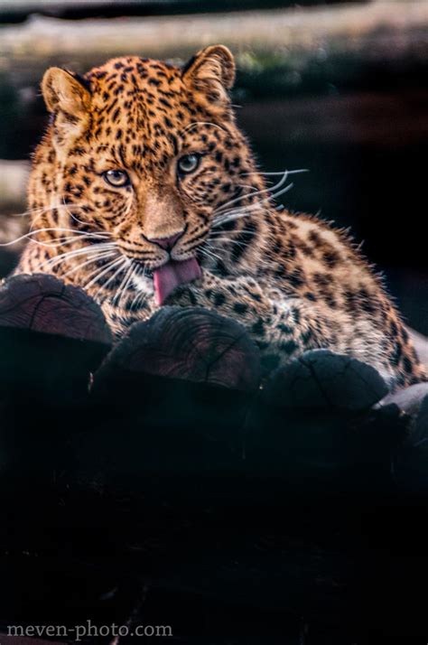 Leopard By Brijome On Deviantart