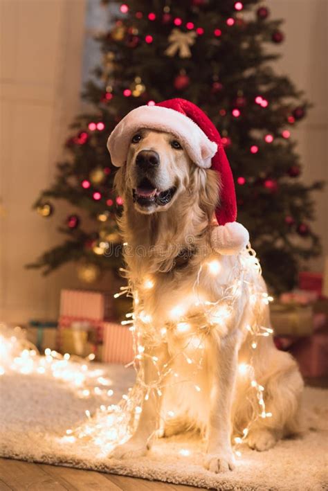 Dog In Santa Hat Stock Photo Image Of Pedigree Christmastime 101459260