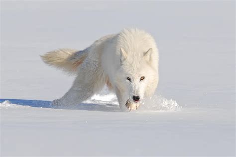 arctic wolf eyes   arctic wolf wolf eyes wolf