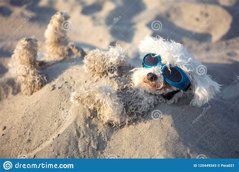 Dogs Buried In The Sand At The Beach On Summer Vacation Holidays Stock