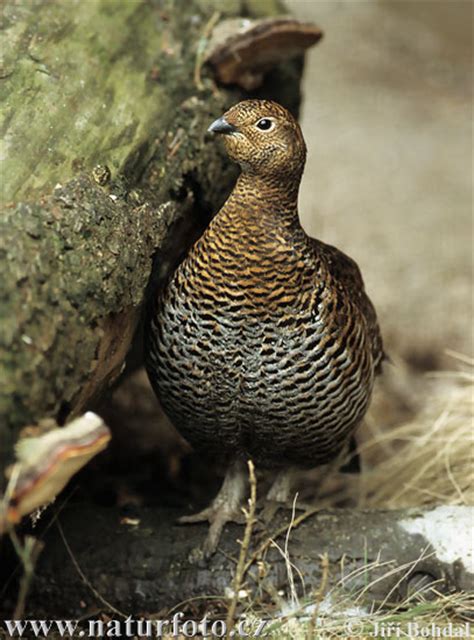 Black Grouse Photos Black Grouse Images Nature Wildlife Pictures