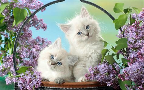 Two Cute White Cats In A Basket Hd Animals Wallpapers