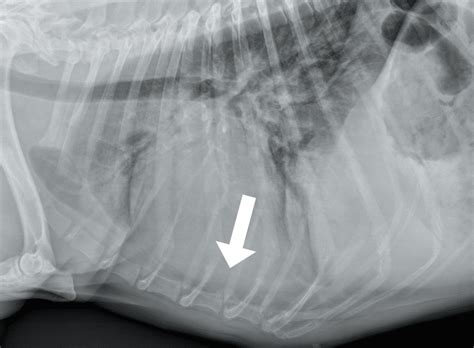 Radiographic Diagnosis Of Pleural Effusion And Pulmonary Edema In Dogs