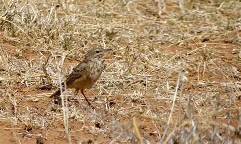 African Pipit Facts Diet Habitat And Pictures On Animaliabio