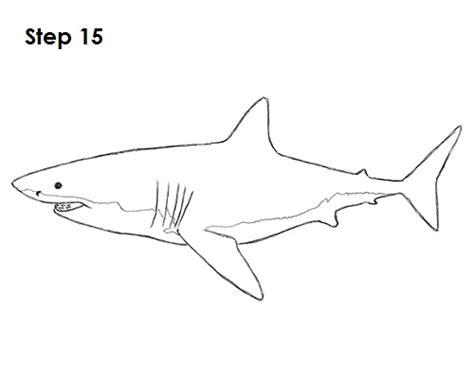 Here is a quick and easy way to draw a great white shark with just a sheet of white paper and a black marker. How to Draw a Shark (Great White)