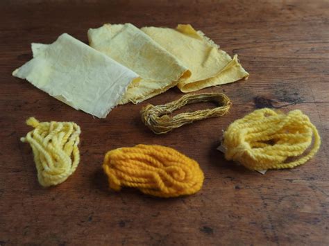 Goldenrod Natural Dye Foraged In Canada Vibrant Acres