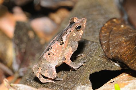Guiana Shield Leaf Toad Biodiversity Database Suriname