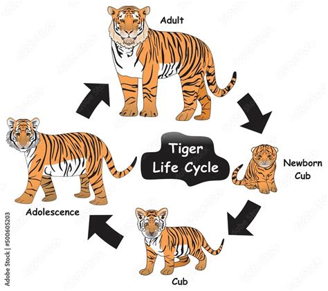 Tiger Life Cycle Infographic Diagram Showing Different Phases And