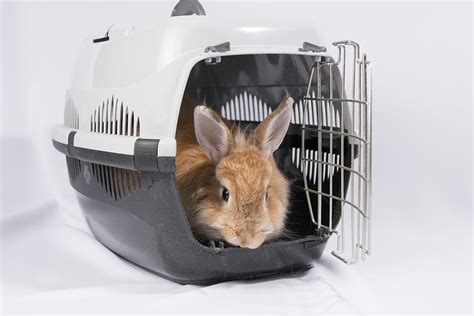 10 Best Rabbit Carriers In 2024 Reviews And Guide Pet Keen