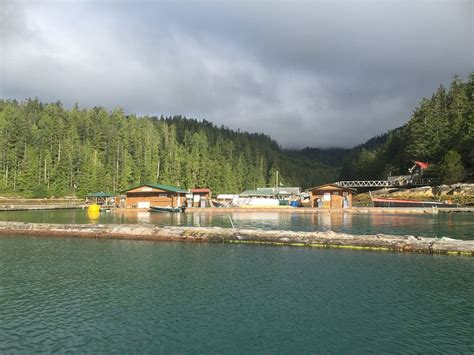 Critter Cove Lodge Reviews Gold River British Columbia Tripadvisor