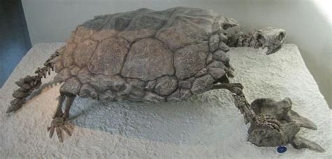 Meet The Turtles Of The Mesozoic And Cenozoic Eras Turtle Walking