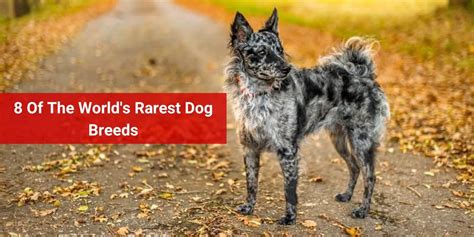 8 Of The Worlds Rarest Dog Breeds