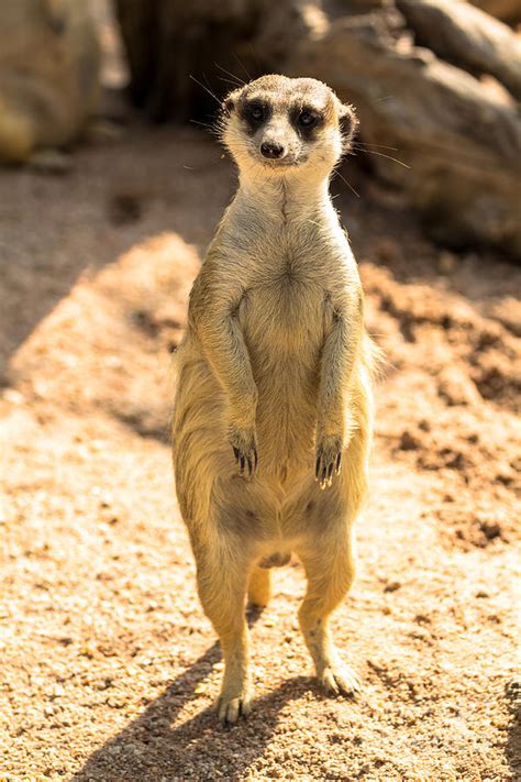 Meerkat Standing