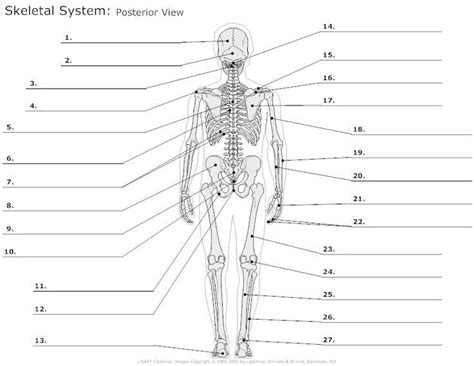 Image Result For Blank Skeletal System Bones Diagram Skeletal System