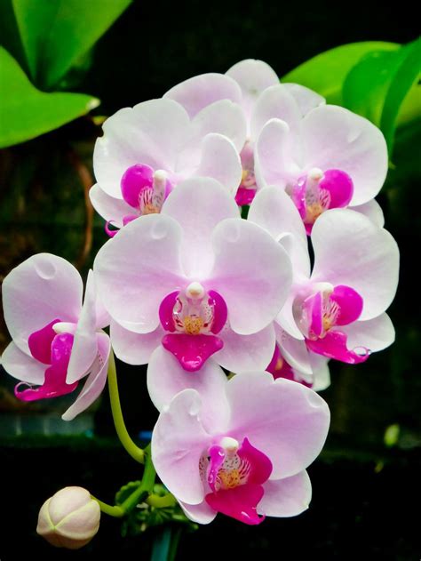 Bonito Phalaenopsis Orchid Amazing Flowers Pink Orchids