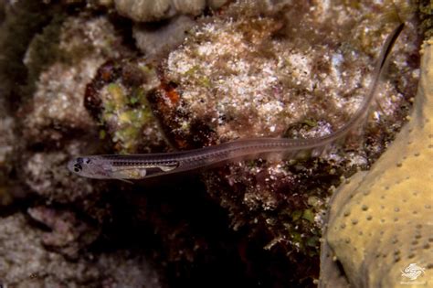 Silver Pearlfish Facts And Photographs Seaunseen