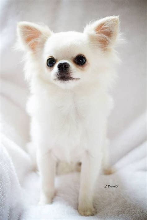 White Fluffy Teacup Chihuahua Pets Lovers