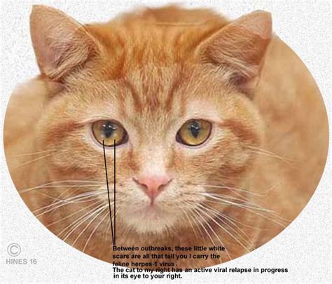 Cat Herpes Eye Symptoms Cat Meme Stock Pictures And Photos