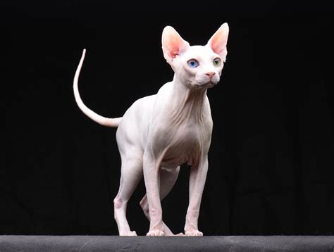 About Sphynx Breed