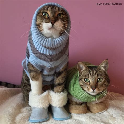 Pin By Gail On Cats In Sweaters Funny Cat Videos Cute Animals Funny