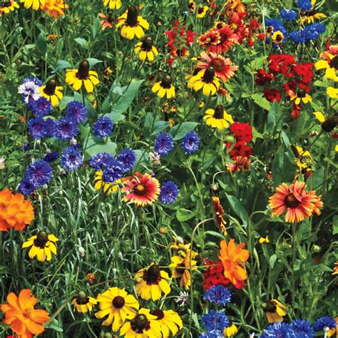 Southern Wildflower Mix Gurneys Seed And Nursery Co