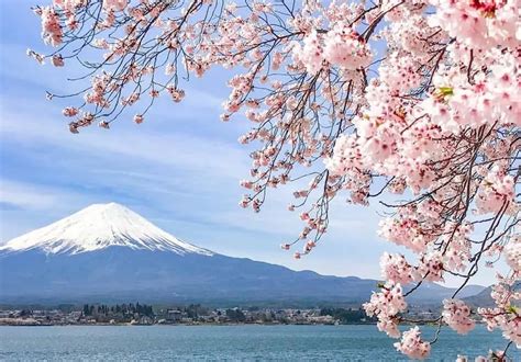20232024 All Top 3 Best Cherry Blossom Spots Guide And Viewing Date In