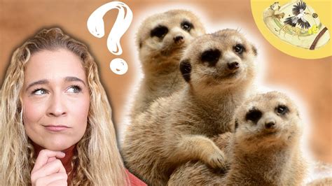 Why Are Meerkats So Cute 3 Cool Things You May Not Know Youtube