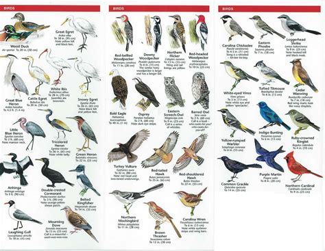 Species Identification Woodlands Conservancy