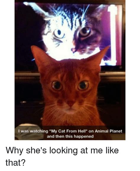 25 Best Memes About My Cat From Hell My Cat From Hell Memes