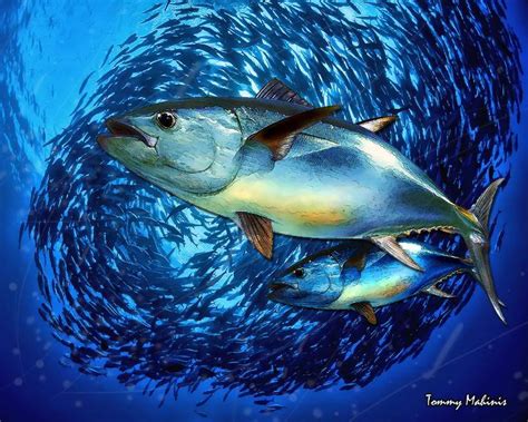 Understanding Bluefin Tuna - Connemara Bay Charters