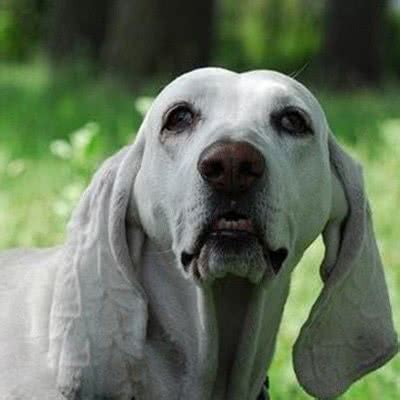 绿茶 红茶 奶茶 果汁 可乐 牛奶 白酒 啤酒. 芬兰驯鹿犬_犬种_萌狗网