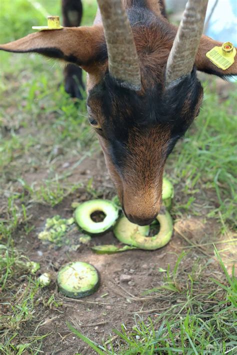 Can Goats Eat Avocado Is It Safe The Homesteading Hippy